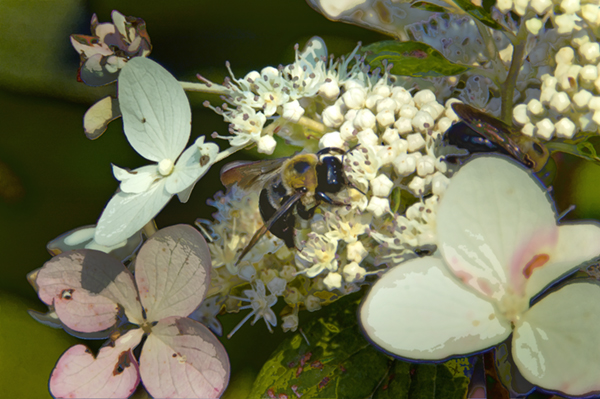 Bumble