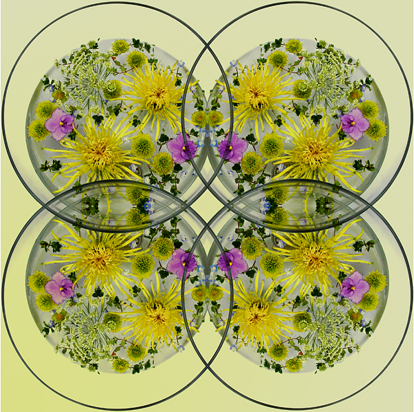 Mandala of Chrysanthum