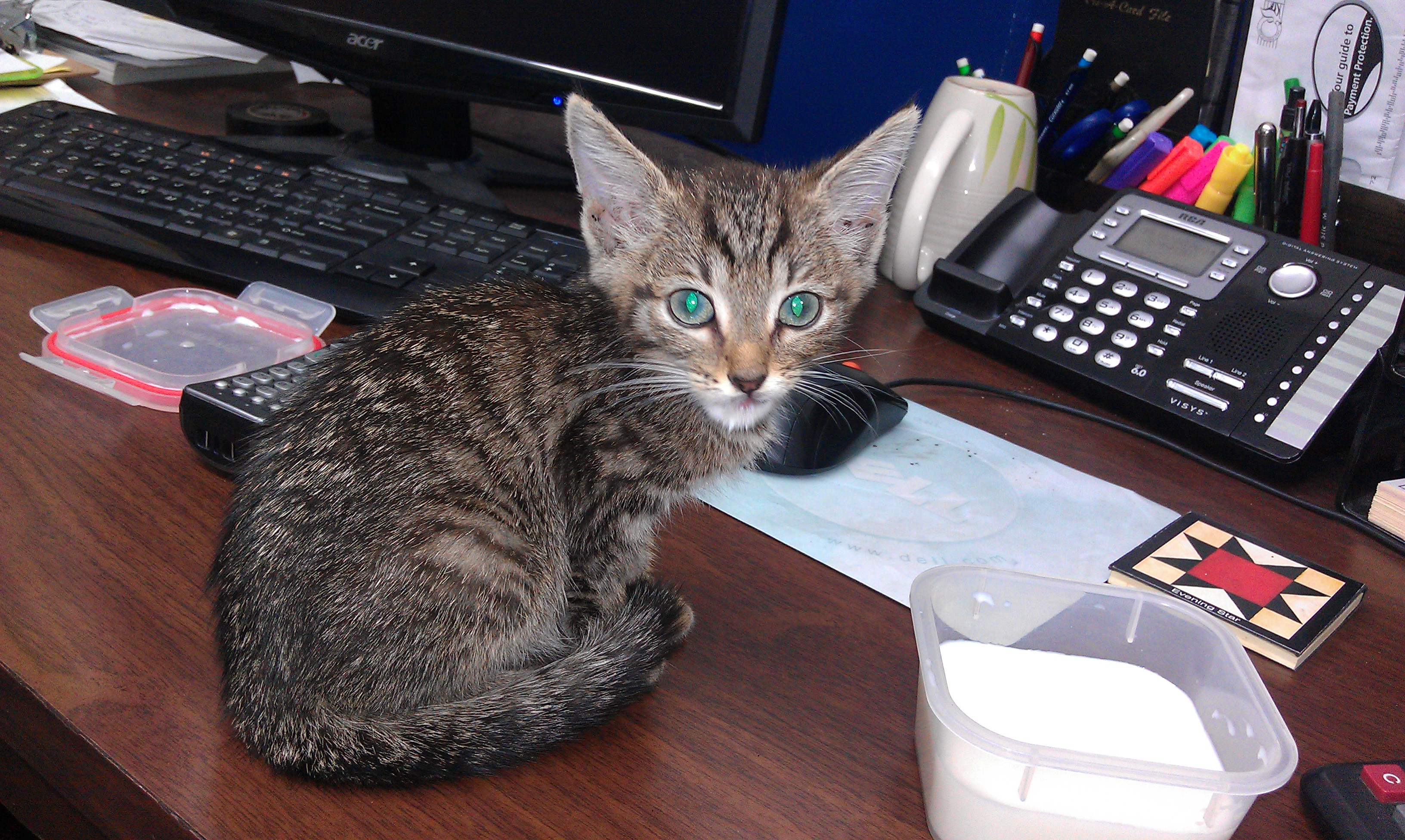 First day we got the baby kitty - 4 weeks old - was in the shop and lost his mama cat