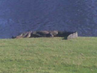 aligator.jpg