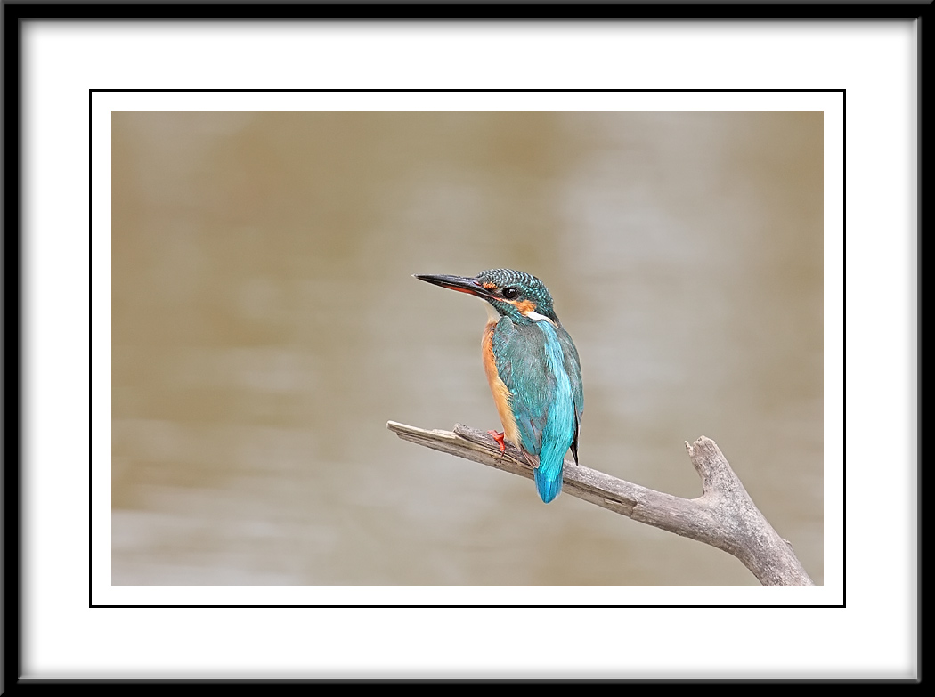 Common Kingfisher 4.jpg