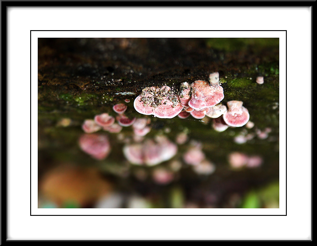 Beautiful fungi.jpg
