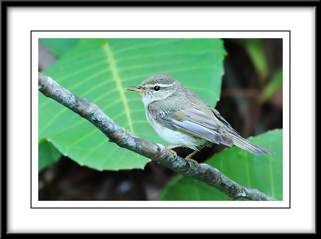 Artic warbler.jpg