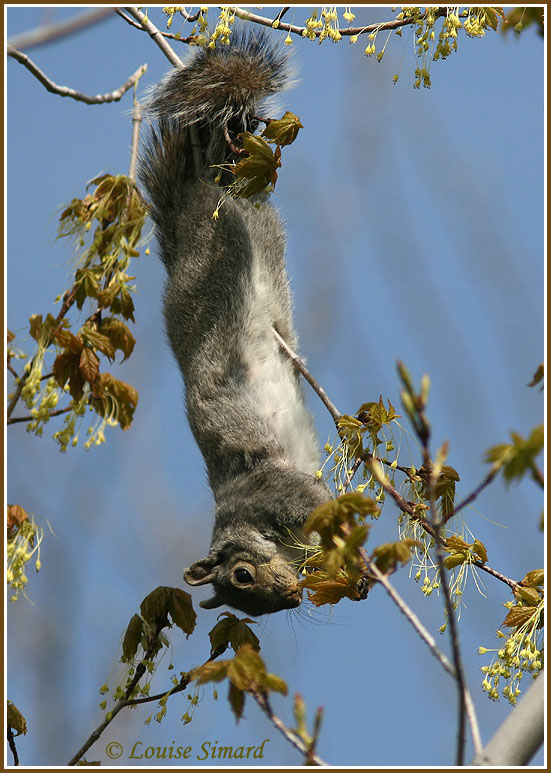 cureuil gris / Gray Squirrel