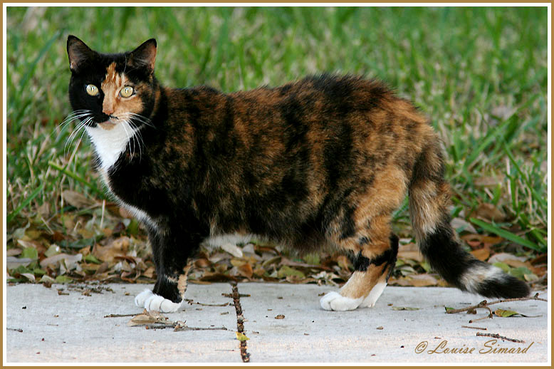 Chat Calico Tricolore Calico Cat Photo Louise Simard Photos At Pbase Com Chat Calico Tricolore Calico Cat Photo Louise Simard Photos At Pbase Com