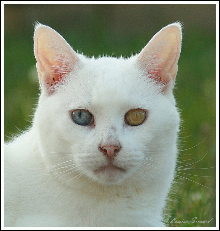 Chat Et Chien Aux Yeux Vairons Odd Eyed Cat And Dog Photo Gallery By Louise Simard At Pbase Com