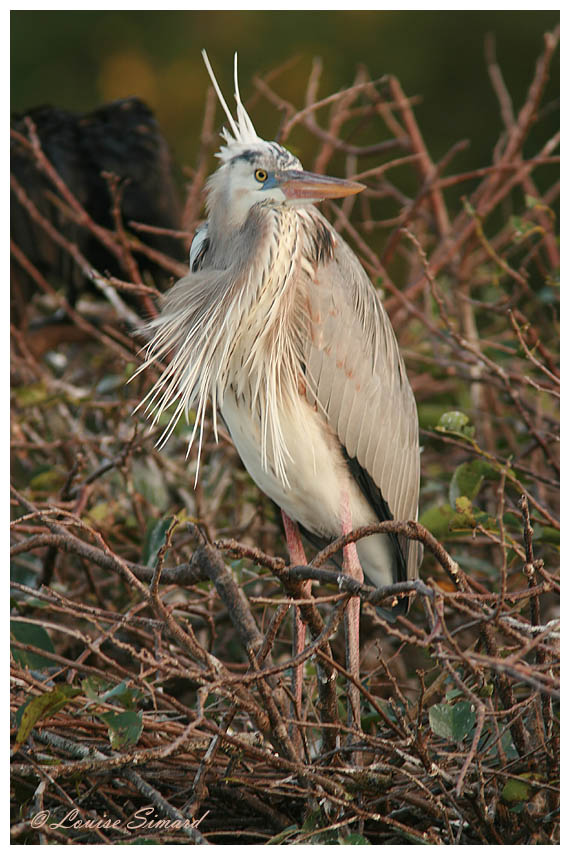 Grand Hron leucique / Leucistic Great Blue Heron