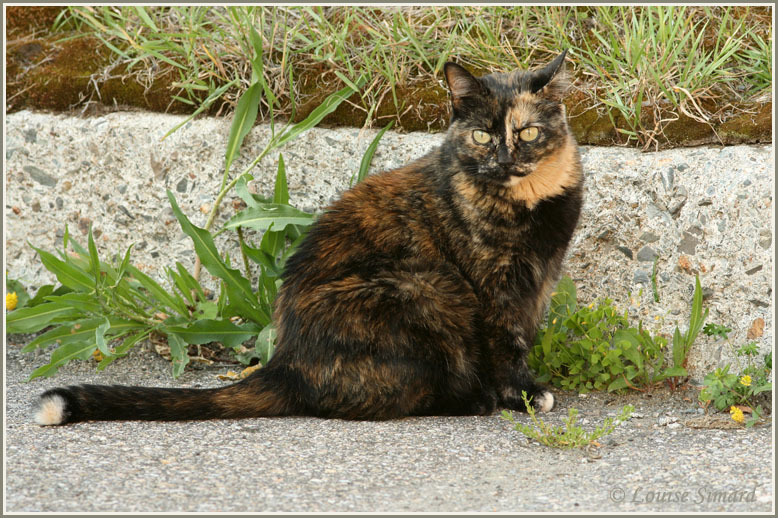 Chat caille de tortue / Tortoiseshell Cat