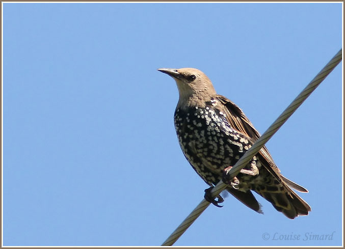 Etourneau sansonnet (European Starling)