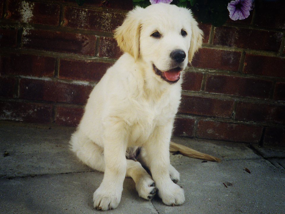 Puppy Chester.