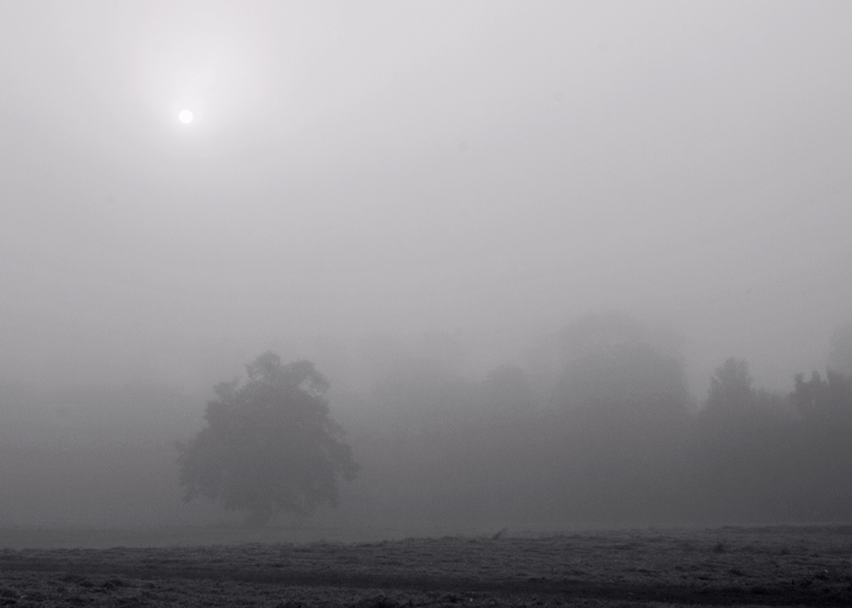 Misty Morning At Nonsuch Park, Cheam Surrey.