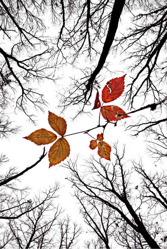 The last leaves of November