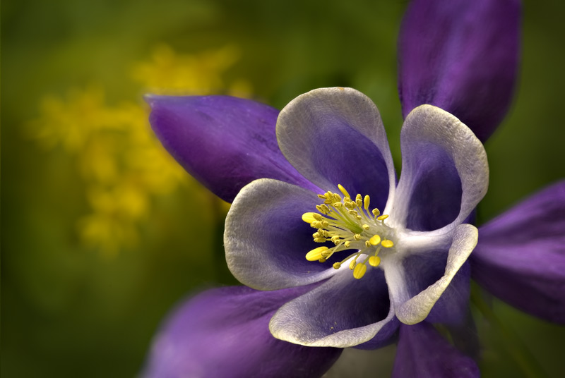 Columbine