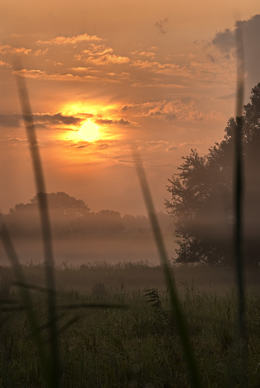Through the Grass