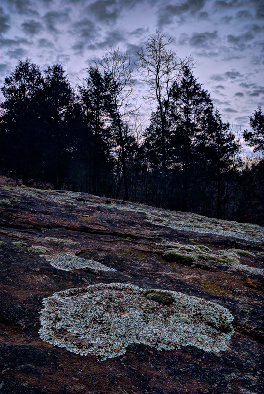 Lichen pattern