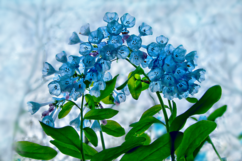 Virginia Bluebells
