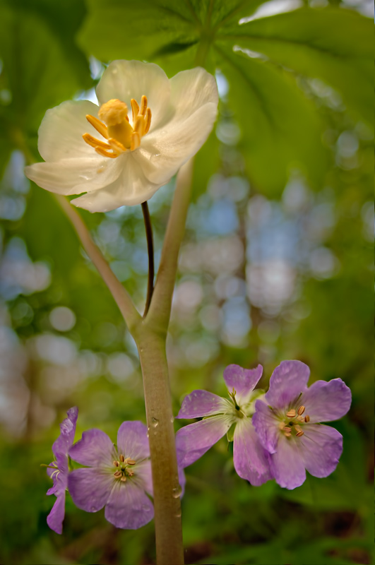 DSC_7299.jpg