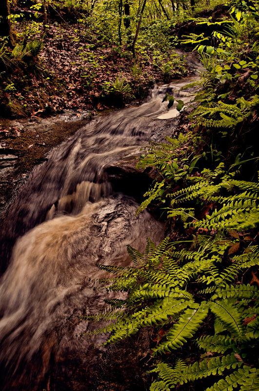 stream and ferns