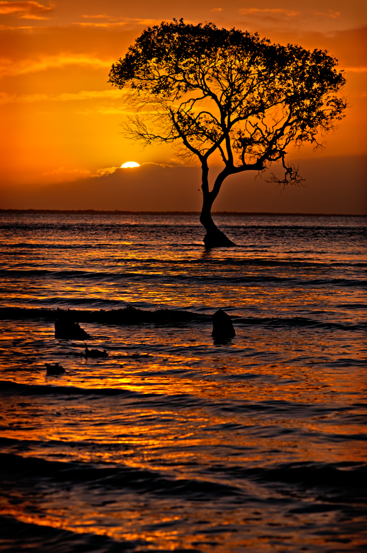 Mangrove Dawn