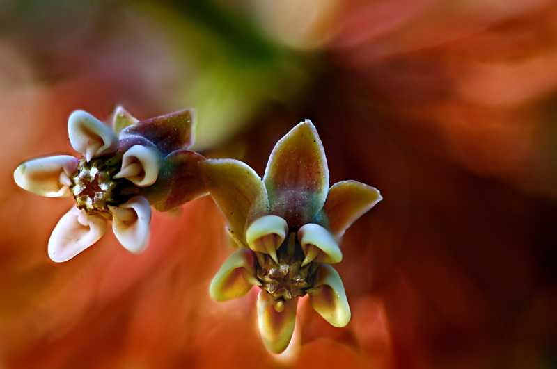 Common Milkweed