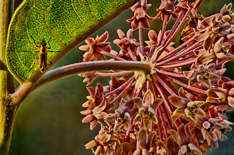 Theres a bug on my milkweed