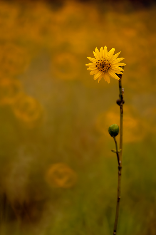Prairie Dock