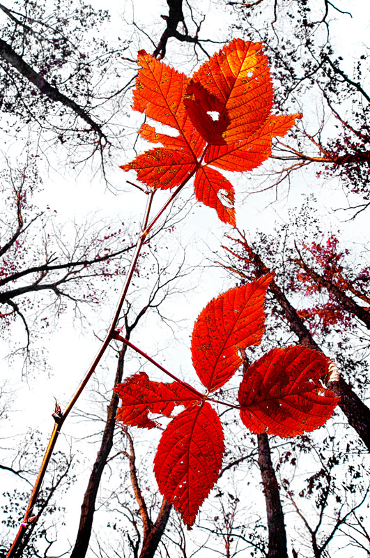 The Last Hurrah of Fall