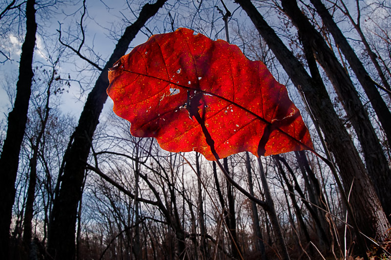 Last leaf