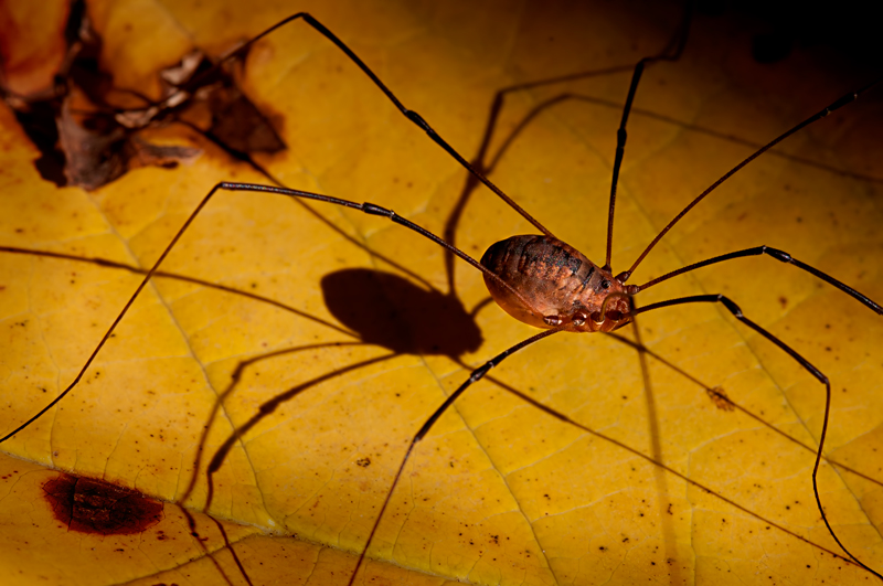 Harvestman