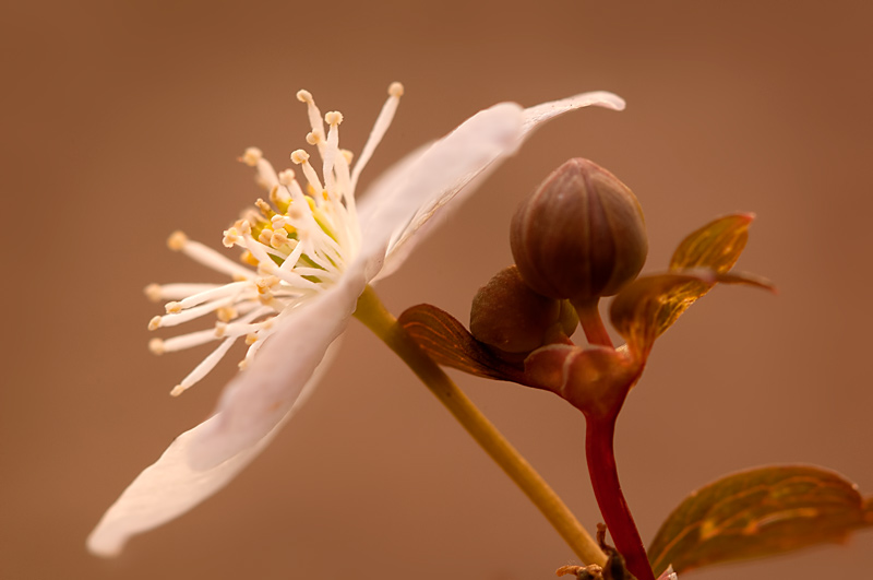 Rue Anemone