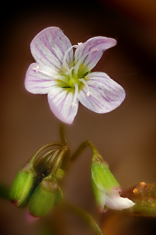 Spring Beauty