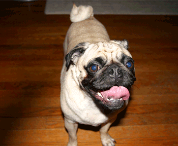 NoPugDog.gif