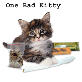 CatWeed1.gif