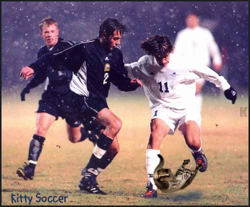 SoccerCat1.jpg