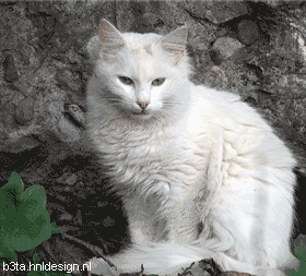 CatFacePan.gif
