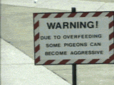 PigeonBully.gif