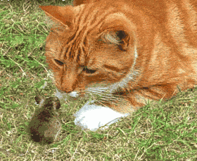 PunchKitty1.gif