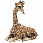 Giraffe1av.jpg