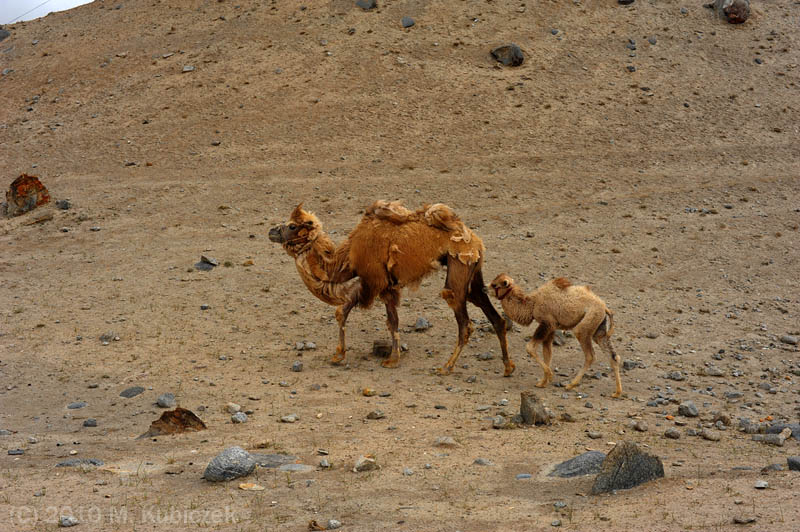 d7013 192.jpg