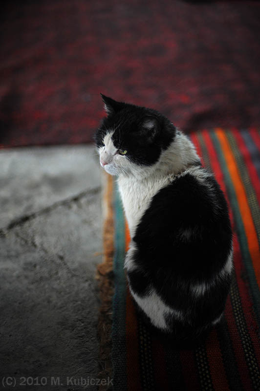 d7013 202.jpg