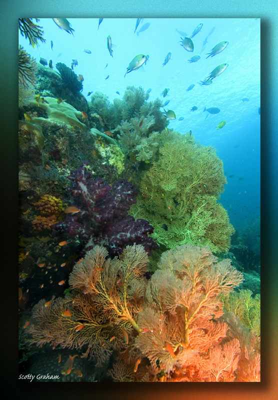papua153.jpg