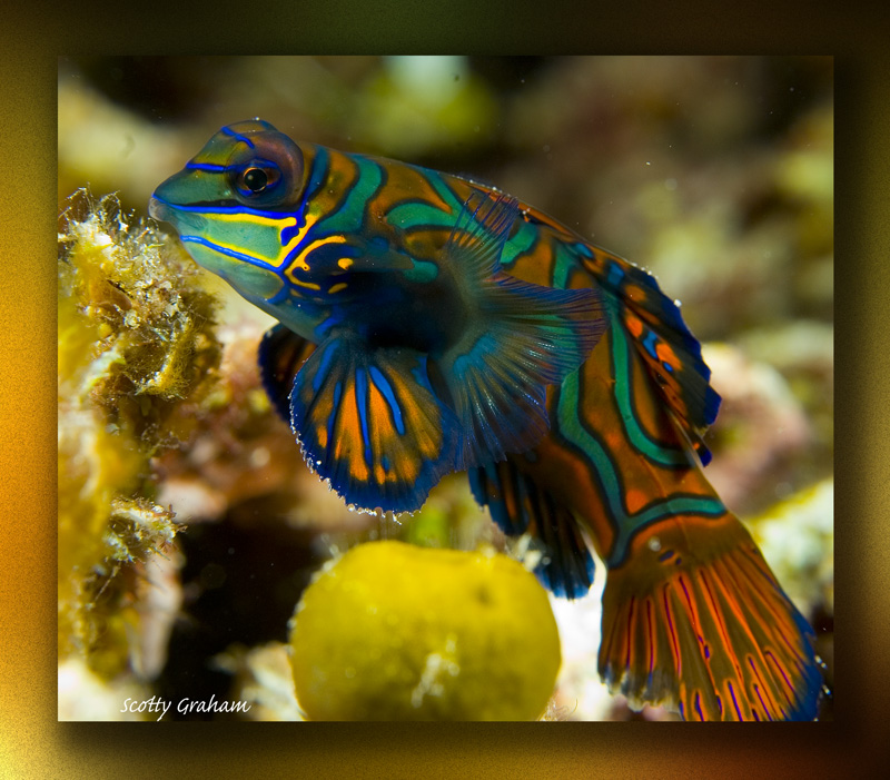 The Elusive Mandarine Fish