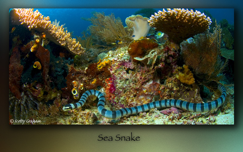 Sea Snake