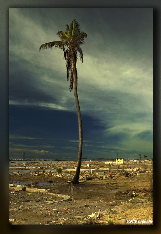 Lone Palm