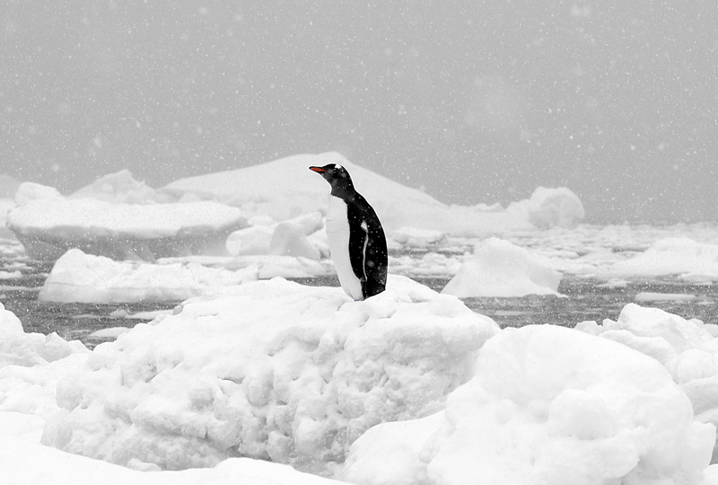 Penguin on Ice