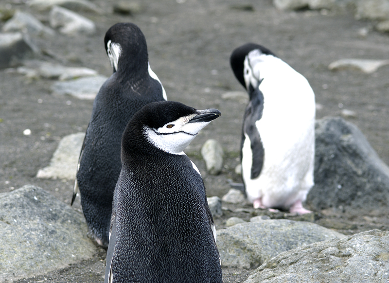 Penguins