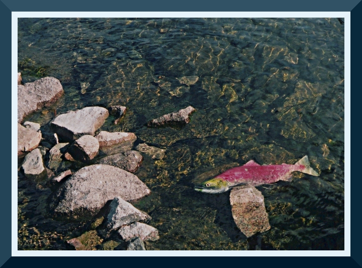 Stellako Sockeye