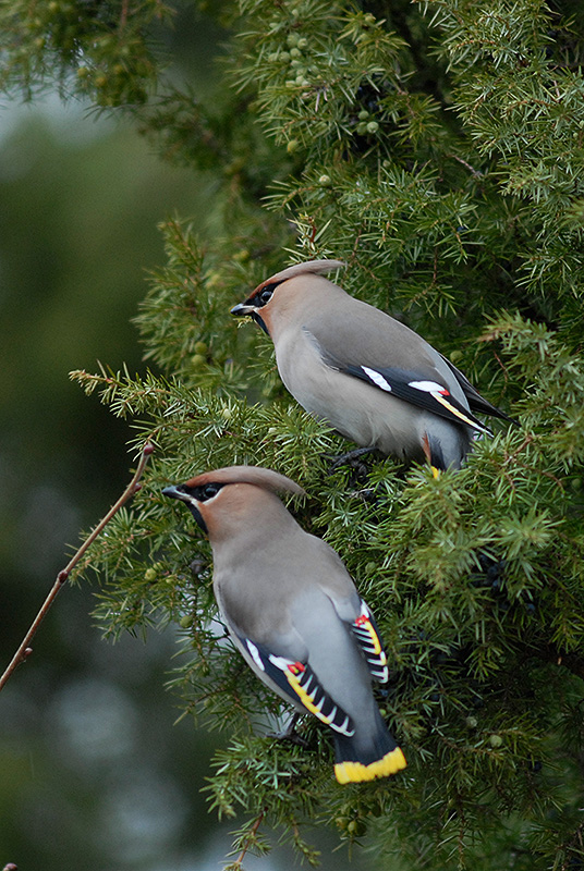 Waxwing