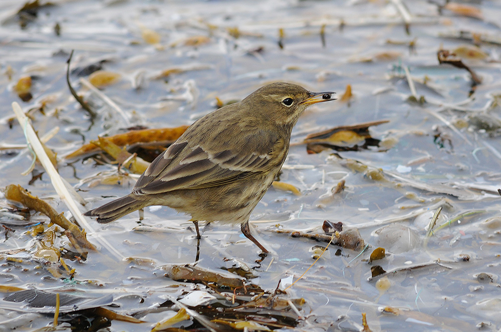 Rock Pipit