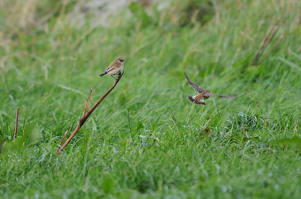 Eastern Stonechat and Winchat